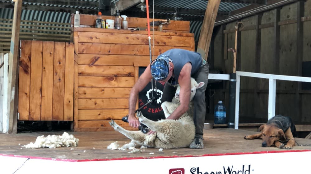 剪羊毛表演上看到的工作哲理 Weekly第1周 / 狗熊有话说