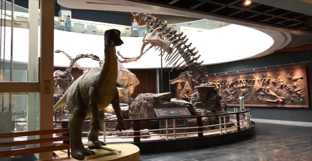 带孩子去逛动物博物馆能学到什么？