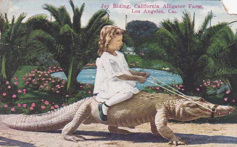 为什么我们的童书和故事里没有鳄鱼和蟒蛇？